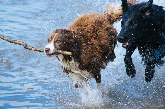 honden-in-water